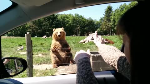 Awesome catch by the bear/ enjoy