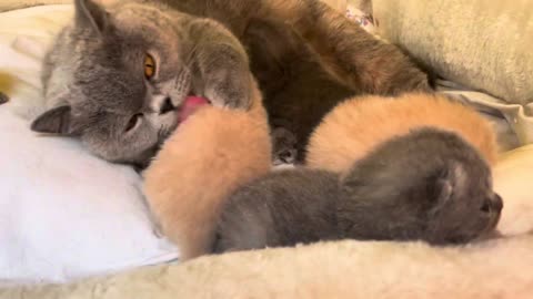 British shorthair Cat Lou Lou von Bünz with Kids