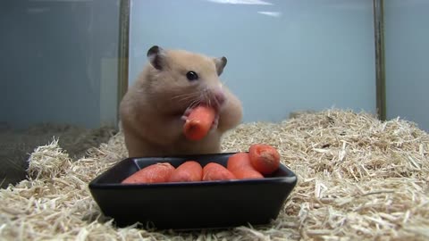 hamster eating carrot