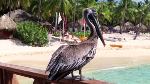 Pet pelican on the beach in the Dominacan Republic
