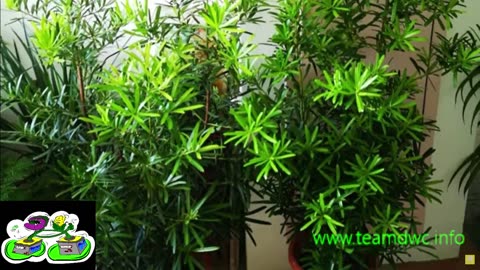 indoor jungle made easy