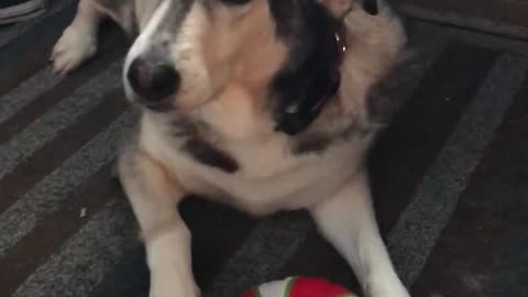 husky won't share toy with other husky