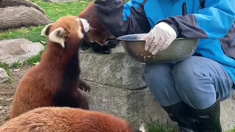 The red panda