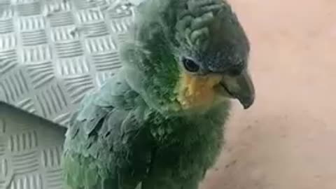 imitator parrot