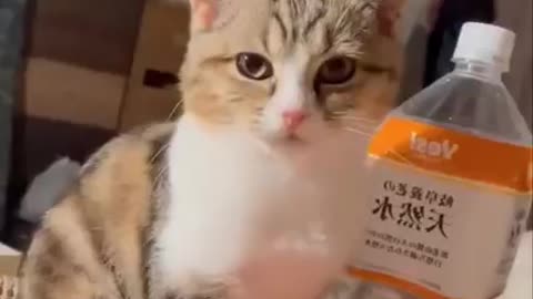 Look what this smart cat does🤣🐈