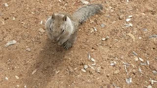 Squirrel friendly