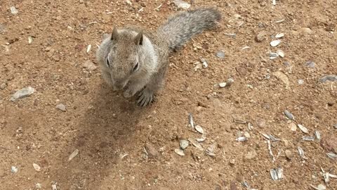 Squirrel friendly