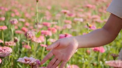 Beautiful girlish hands stroking wildflowers.