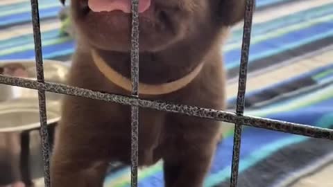 A Day in The Life of a Little Chocolate Lab Puppy