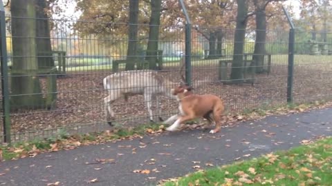 This Enthusiastic Boxer Really Wants To Play With The Deer