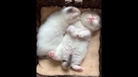 Best funny cats videos in2021
