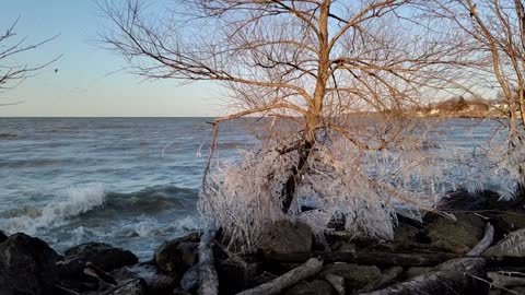 Watch Hungry Seagull waves behind an Icy Tree