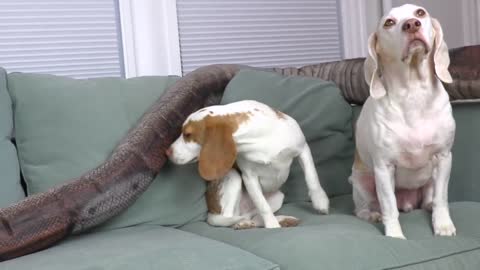 Puppy vs Giant 7-Foot Gummy Snake! Cute Puppy Dog Indie & Funny Dogs Maymo & Potpie vs Snake Pranks