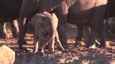 Why Is This Baby Elephant Swinging Its Trunk