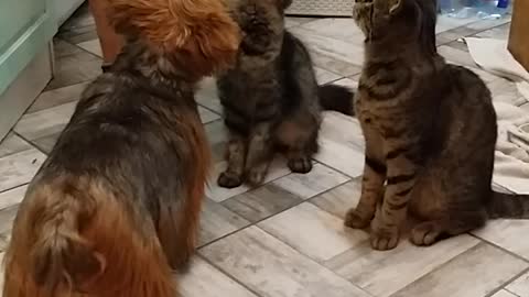 Cats and yorkie eat together