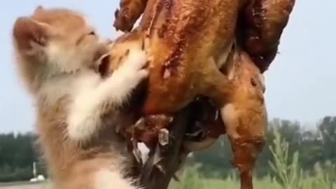 Cat eating chicken