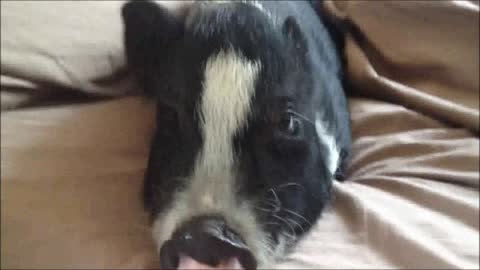 Lola the mini pig is upset