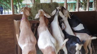 Family Of Goats Gather For a Thanksgiving Meal