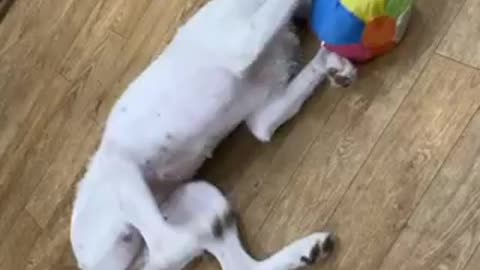 Cute puppy upside down playing with her ball with her paws!!!