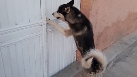 Watch This Beautiful Dog Opening The Door Of Family House!