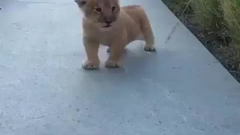 Lion Cub Learning to Roar