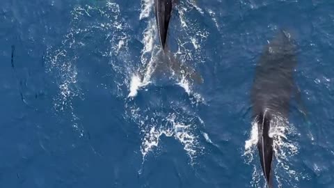 Dolphins Swimming in an Ocean