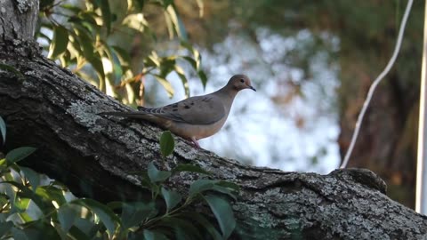 Mourning Dove Calls & Sounds (2022) Mourning Dove Song