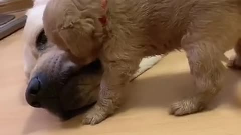 Cute Dog kissing his mom