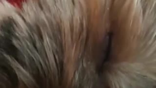 Sleeping yorkie dog red sweater opens eye