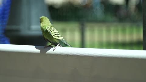 Beautiful bird😍😍🐦