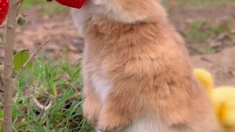 Cute rabbit eat red strawberry 🍓