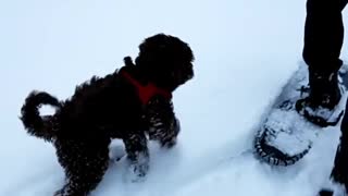 Black dog in red harness walking in snow boomerang