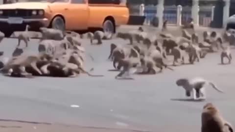 Monkeys Fight In 2 Gang. The Fight Is Fierce.