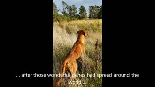 Rhodesian Ridgeback Pup Visits Ancestral Land For The First Time