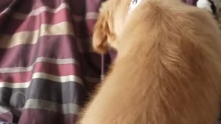 Golden retriever puppy and grey cat play with each other