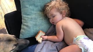 Dog Cautiously Steals Sandwich From Sleeping Toddler