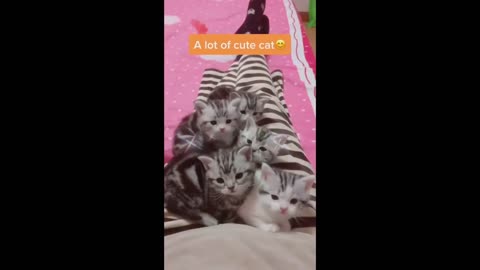 FUNNY CATS 😸 BEST MOMENTS COMPILATION