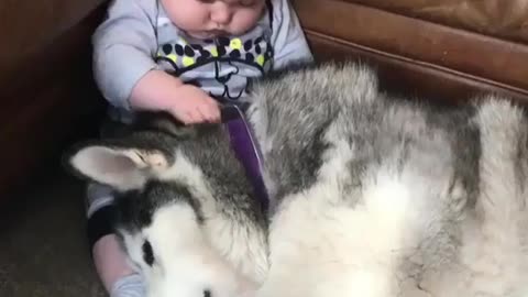 Baby plucking dog's hair