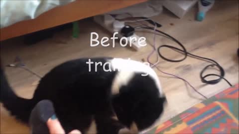How to train your cat :)
