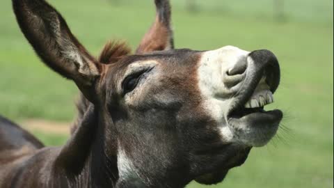 Braying Donkey