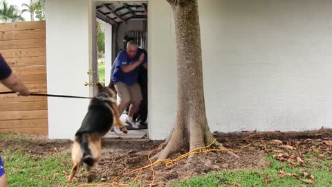 Dog Training Step by Step!