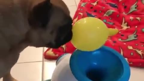 Funny Dog Puts Objects Into The Fetch Machine That Won Fit And It's Hilarious