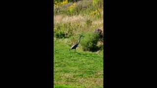 Hungry Heron!