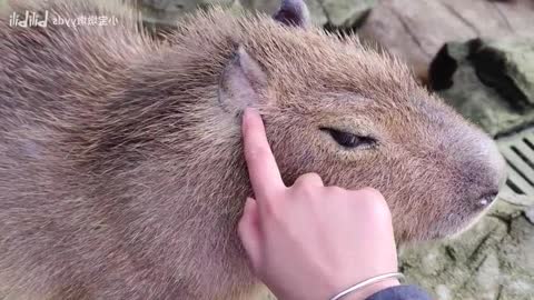 [capybara] you have to get a card!