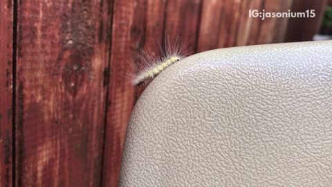 White prickly caterpillar climbing on chair outside backyard close up