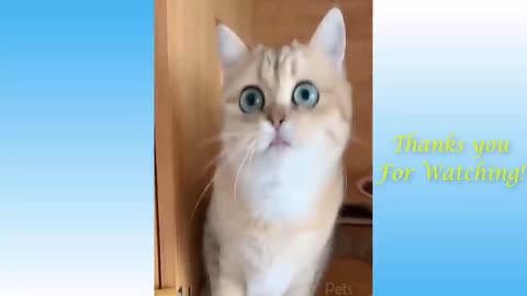 Top funny cats videos of this week