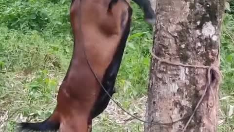 Goat Jumping tree.