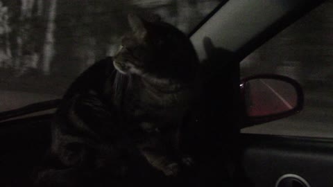 taking arlo (cat) to animal hospital, 2am (part 2)