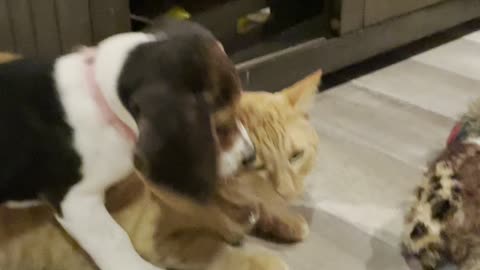 Beagle Puppy Meets Cat
