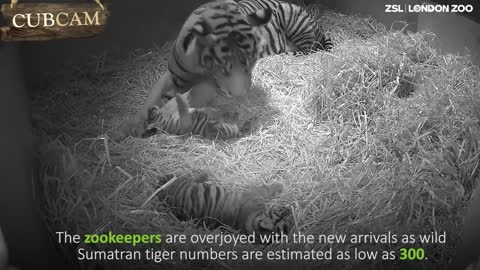 Moments After This Endangered Tiger Gives Birth To A Cub Cameras Catch The Impossible